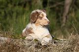 BERGER AUSTRALIEN PUPPIES 654